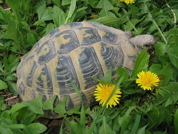 Schildkröte mit Löwenzahn