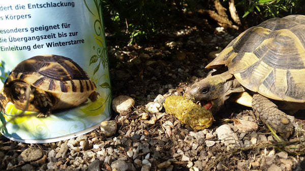 Schildkröte frisst Agrobs TESTUDO