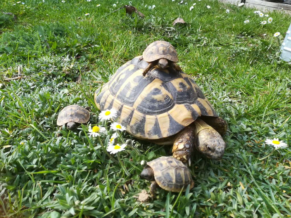 Schöne und gesunde griechische Landschildkröten aus Nachzucht 2022