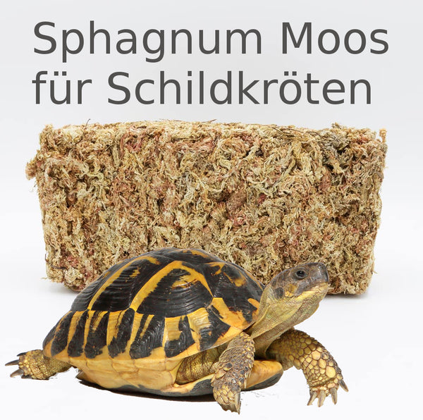 Sphagnum Moos für Schildkröten