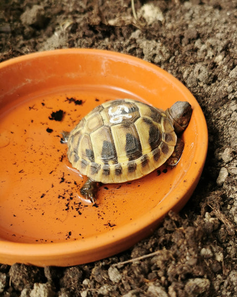 Wasserschale Griechische Landschildkröte