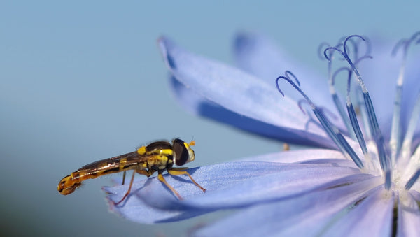 Wegwarte mit Insekt - Schwebfliege