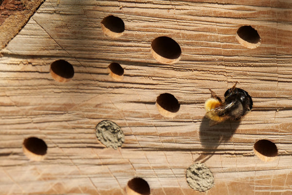 Wildbiene am Bienenhotel