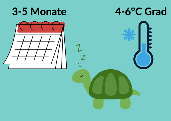 Winterstarre Schildkröten - Dauer und Temperatur