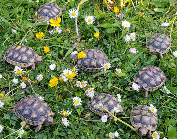 gelb, rot, grün und blaub markierte Griechische Landschildkröten