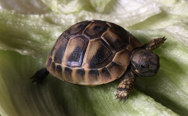 Griechische Landschildkröten Babys NZ 2022 zu verkaufen