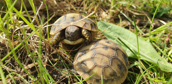 kleine Griechische Landschildkröten im Freigehege