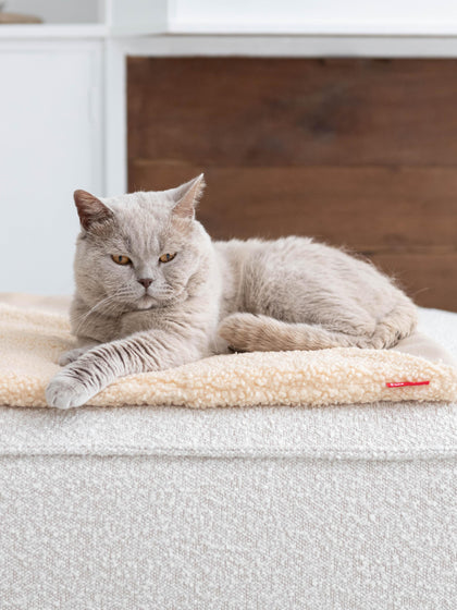 Teddy kattendeken Tri