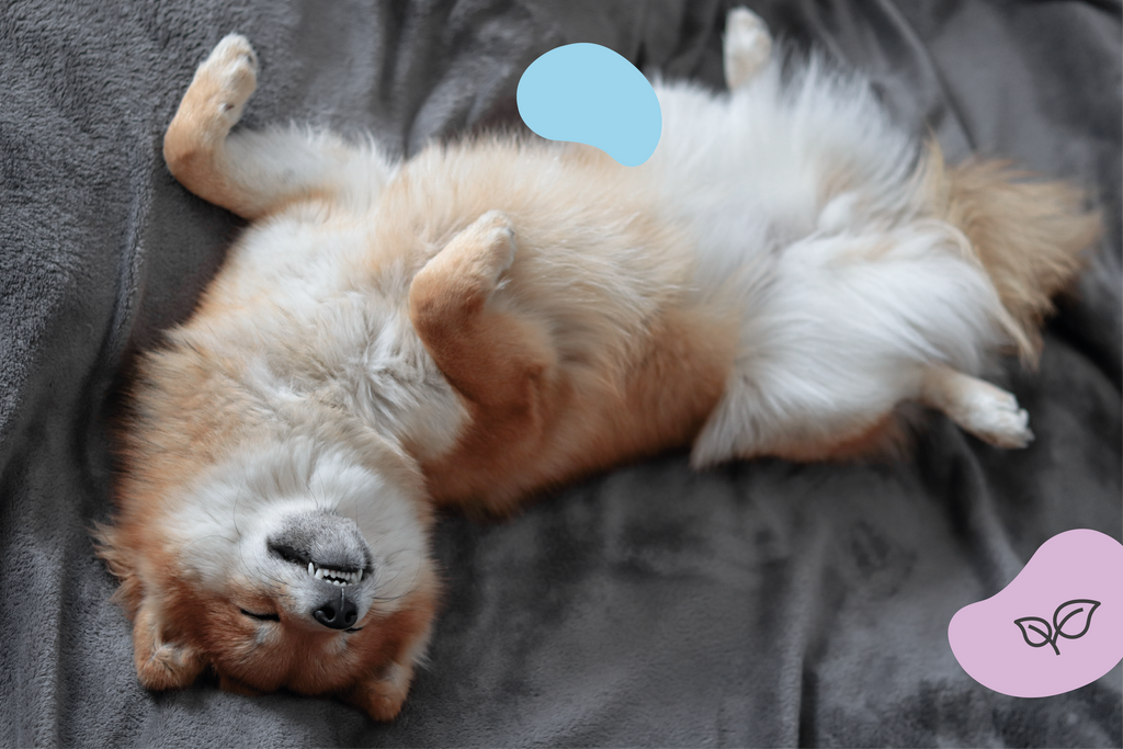 Shiba qui dort