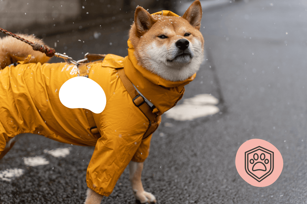 Shiba avec manteau contre le froid