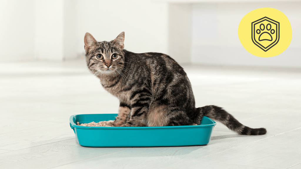 Problèmes urinaire chat