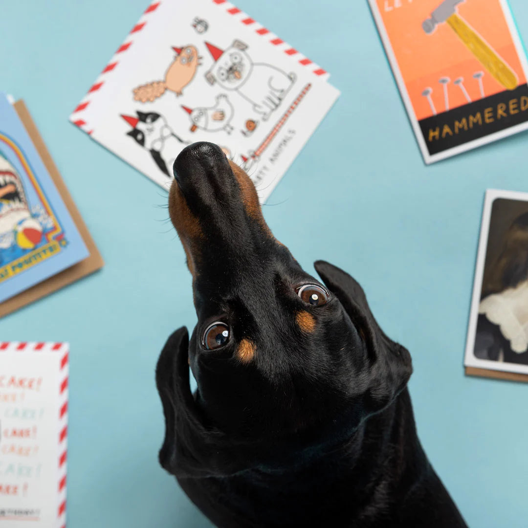 sausage dog with some greeting cards from ohh dear