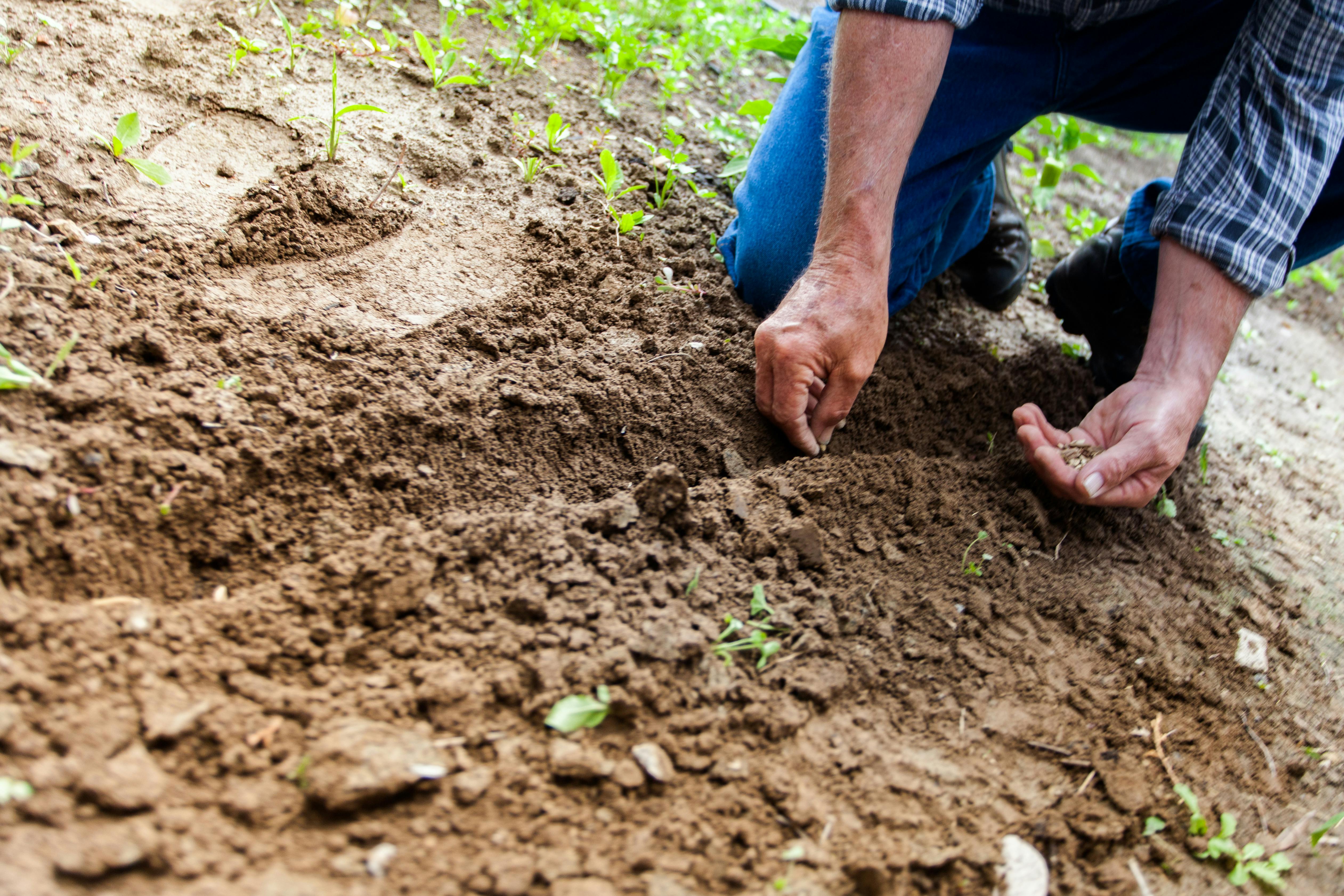 hand sifting though soil
