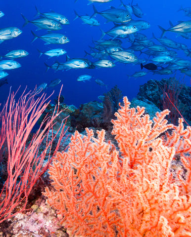 underwater coral reef