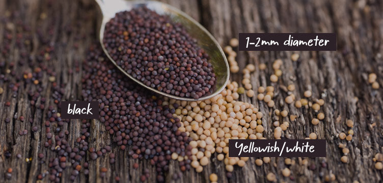 Properties of mustard seeds