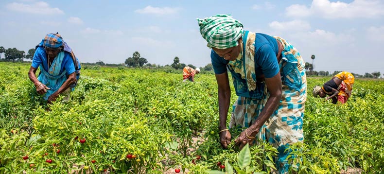 Women harvesting kashmiri chilli