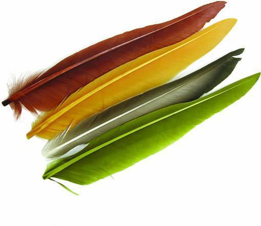 Duck Quill