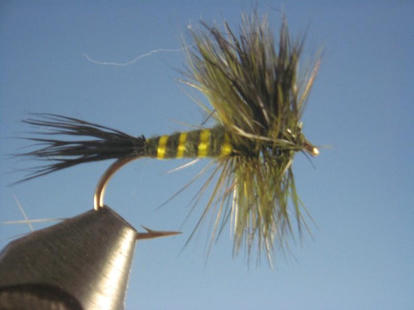 Green Drake | The Trout Spot