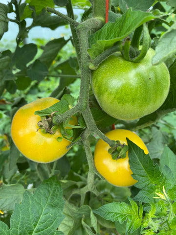 Heirloom Wapsipinicon Tomatoes