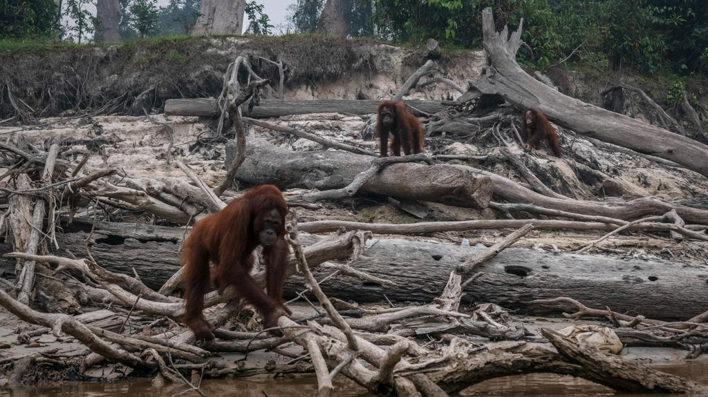 Orangutan extinction and palm oil