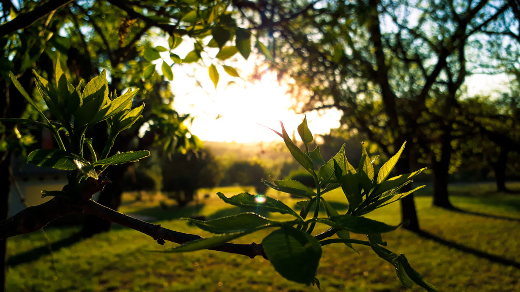 sunlight