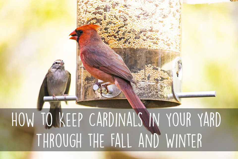 How To Keep Cardinals In Your Yard Through The Fall And Winter Gilligallou Bird Inc