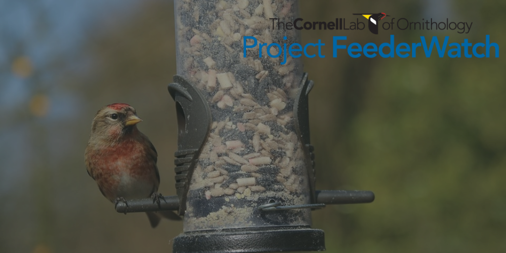 Project Feederwatch Turns 30 Gilligallou Bird Inc