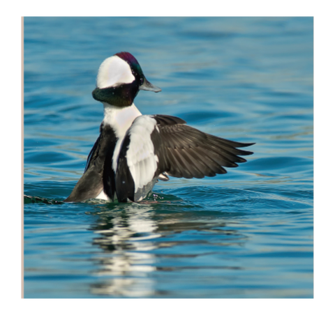 Bufflehead duck landing in the water