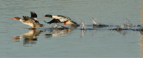 Ducks lading in the water from flight