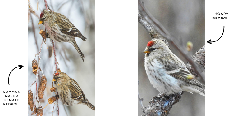 Common redpoll and hoary redpoll