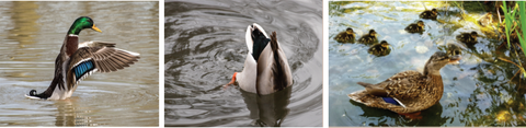 Male and Female Mallard duck with babies