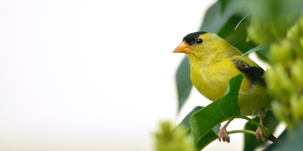 yellow finch keeping cool in the summer.