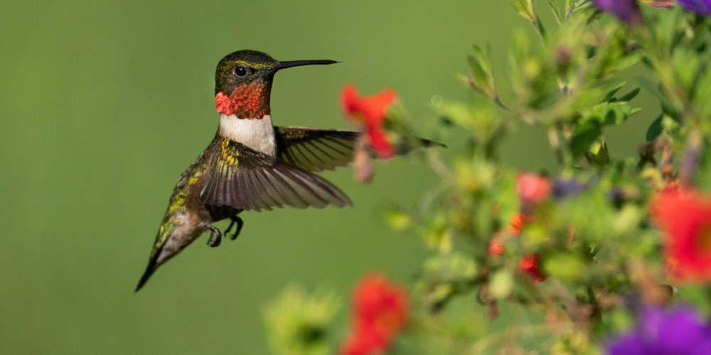 Macro of a green and red hummingbird during flight