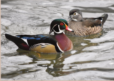 Male and Female wood duck