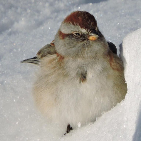 american-tree-sparrow-ottawa