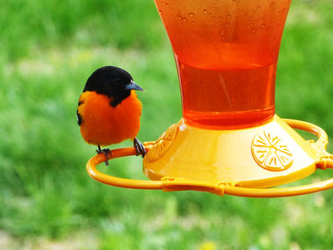 baltimore-oriole-on-feeder