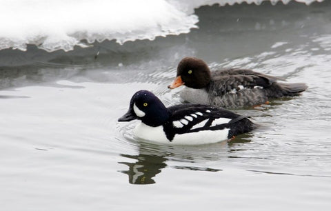 barrows-goldeneye-ducks