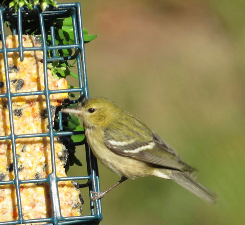 bay-breasted-warbler-in-fall