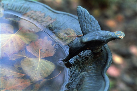 bird-bath-in-fall