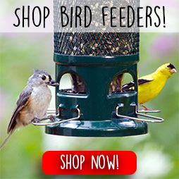 shop-bird-feeders-CTA