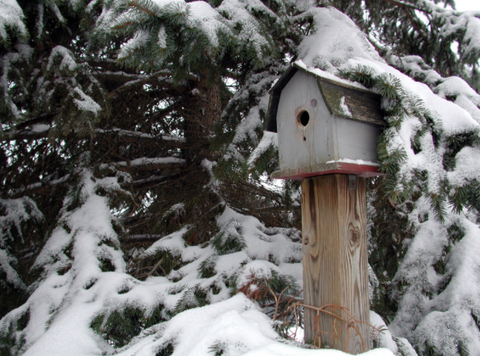 birdhouse in winter covered in snow