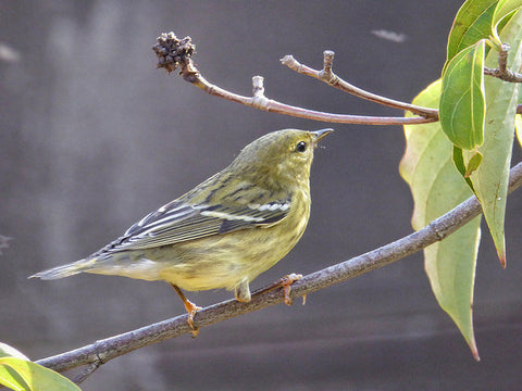 blackpoll-warbler-in-october