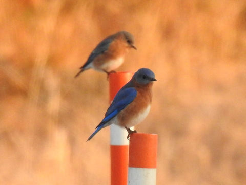 blue-bird-january-eastern-ontario
