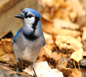 bluejay