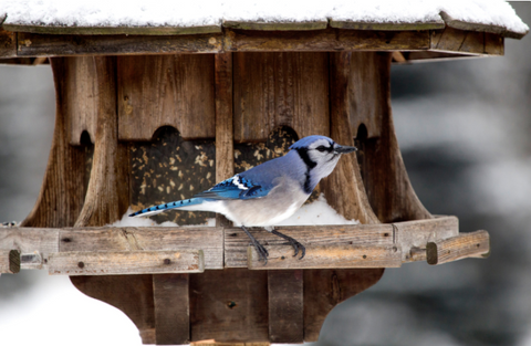 bluejay bird sitting on a wooden winter feeder