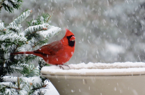 red male cardinal sitting on a heated birdbath in the winter