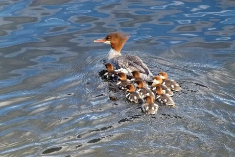 common-mergansers