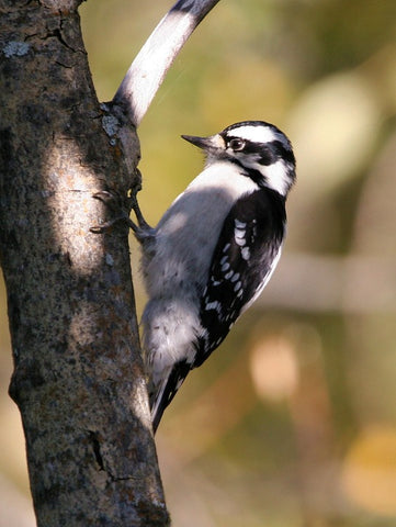 downy-woodpecker