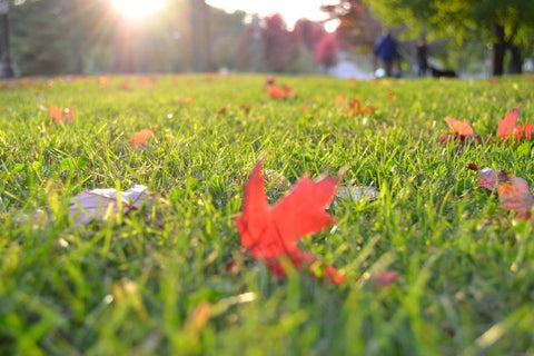 grass-in-fall