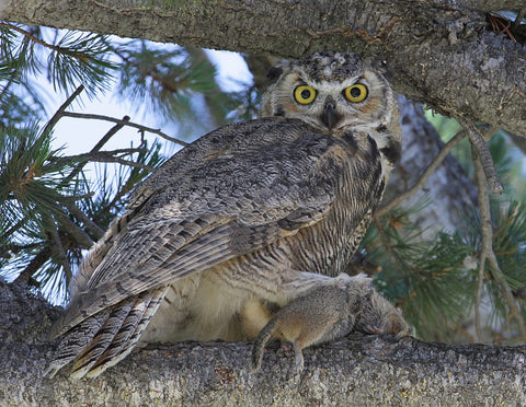 great-horned-owl-with-rodent